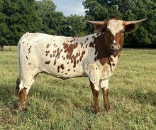 OCC Country Girl