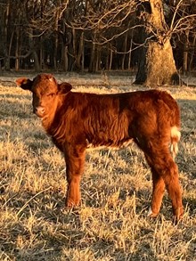 OCC Black Maiden x Anchor T Sunrise Storm