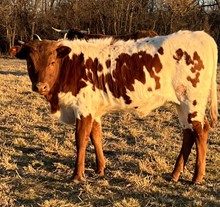 Anchor T Sunrise Storm x Ima  Pretty Poppins