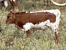 Hydro x Royal Flush steer