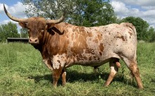 SBL RED DIRT RENEGADE