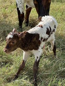 MC American Gunner x TLS Angelita heifer