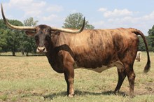 RHL NANCY JANE